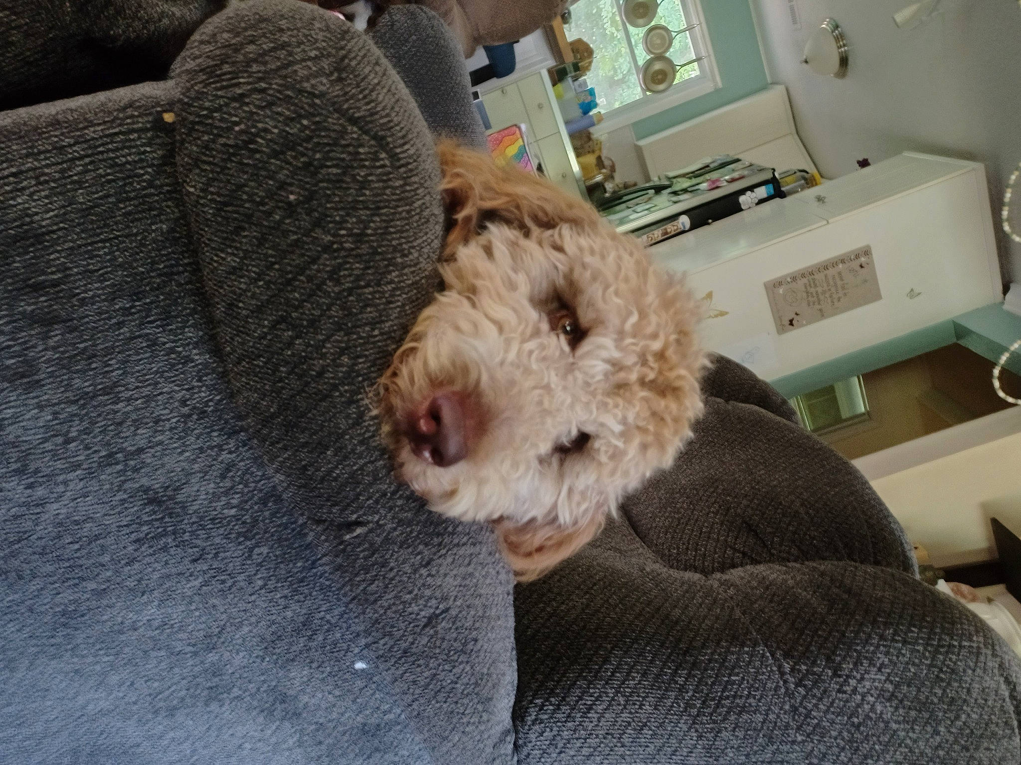 Roxie is registered to the contest to win money with this photo: canidae, carnivore, comfort, companion_dog, dog, dog_breed, fawn, felidae, fur, labradoodle, mammal, picture_frame, snout, sporting_group, terrier, toy, toy_dog, welsh_terrier, whiskers, working_animal