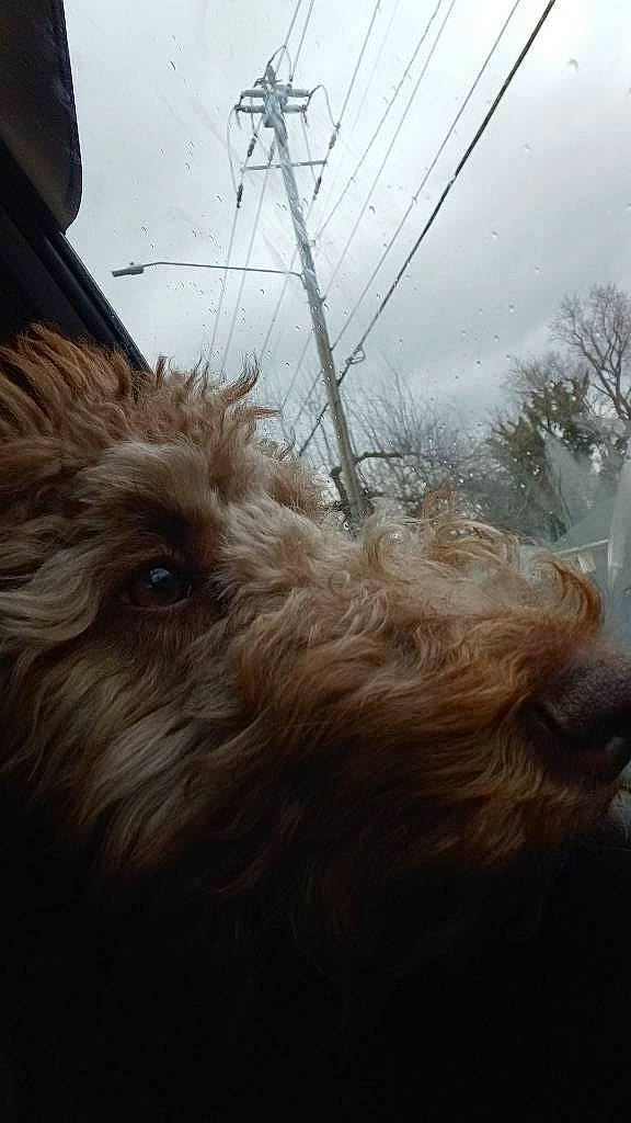 Roxie is registered to the contest to win money with this photo: canidae, carnivore, cloud, companion_dog, dog, dog_breed, eye, fur, liver, palm_tree, plant, sky, small_terrier, snout, sporting_group, terrier, toy_dog, whiskers, wood, working_animal