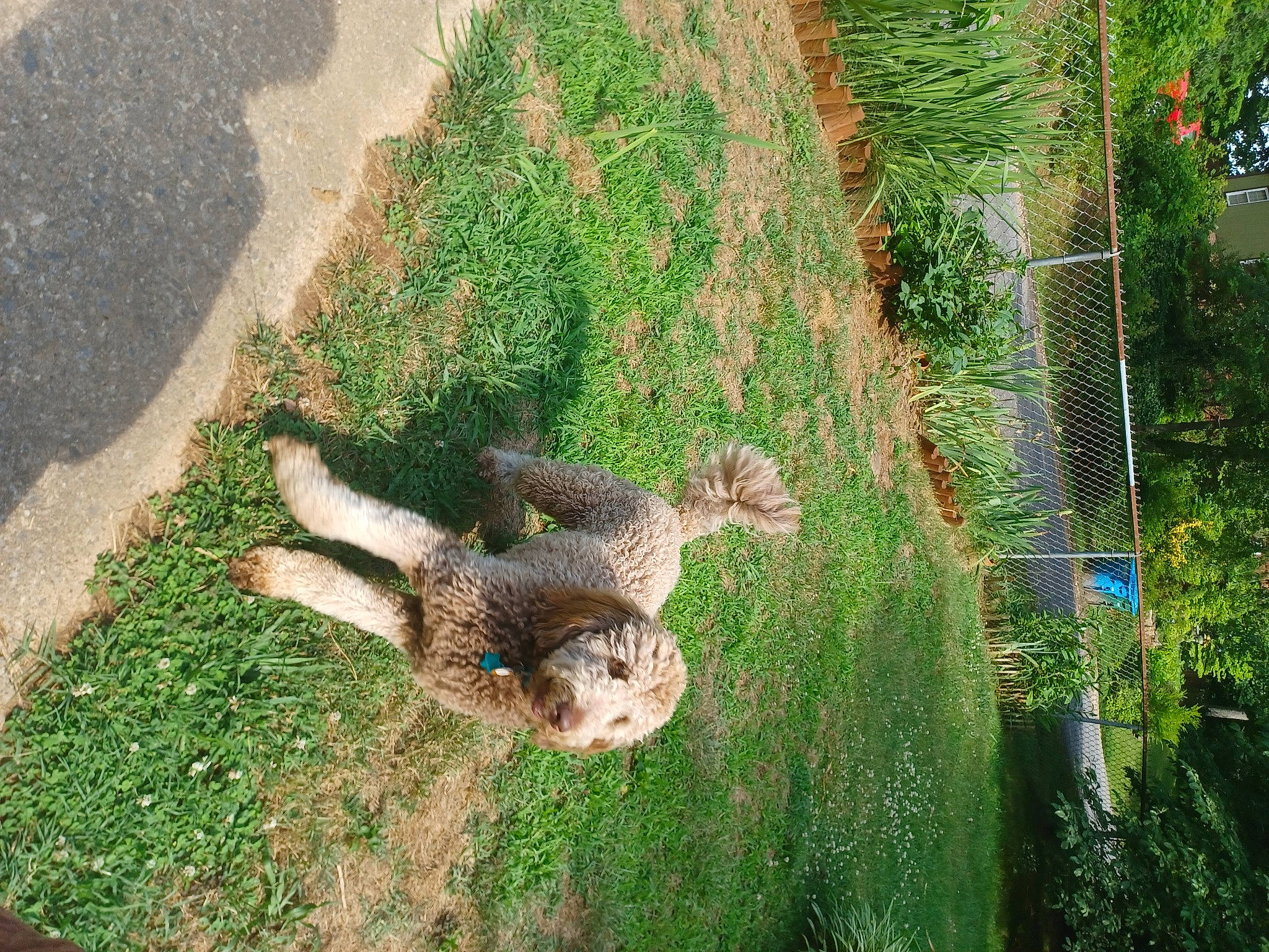 Roxie is registered to the contest to win money with this photo: asphalt, botany, fawn, felidae, grass, grass_family, groundcover, landscape, lawn, leaf, plant, road_surface, scaled_reptile, squirrel, tail, terrestrial_animal, terrestrial_plant, tree, trunk, vegetation