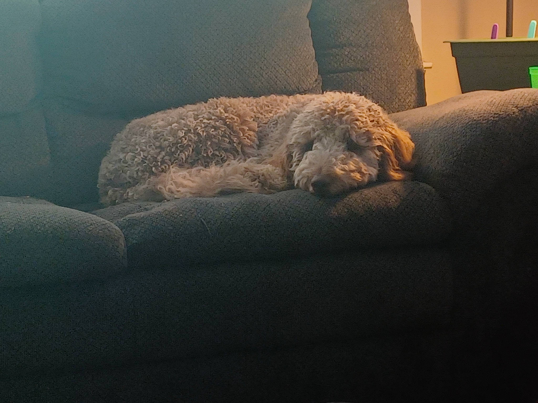 Roxie joined the competition — help win amazing prizes! carnivore, chair, cloud, comfort, companion_dog, couch, darkness, dog, dog_breed, felidae, fur, furniture, lamp, room, sky, small_to_medium_sized_cats, tail, tints_and_shades, toy_dog, window