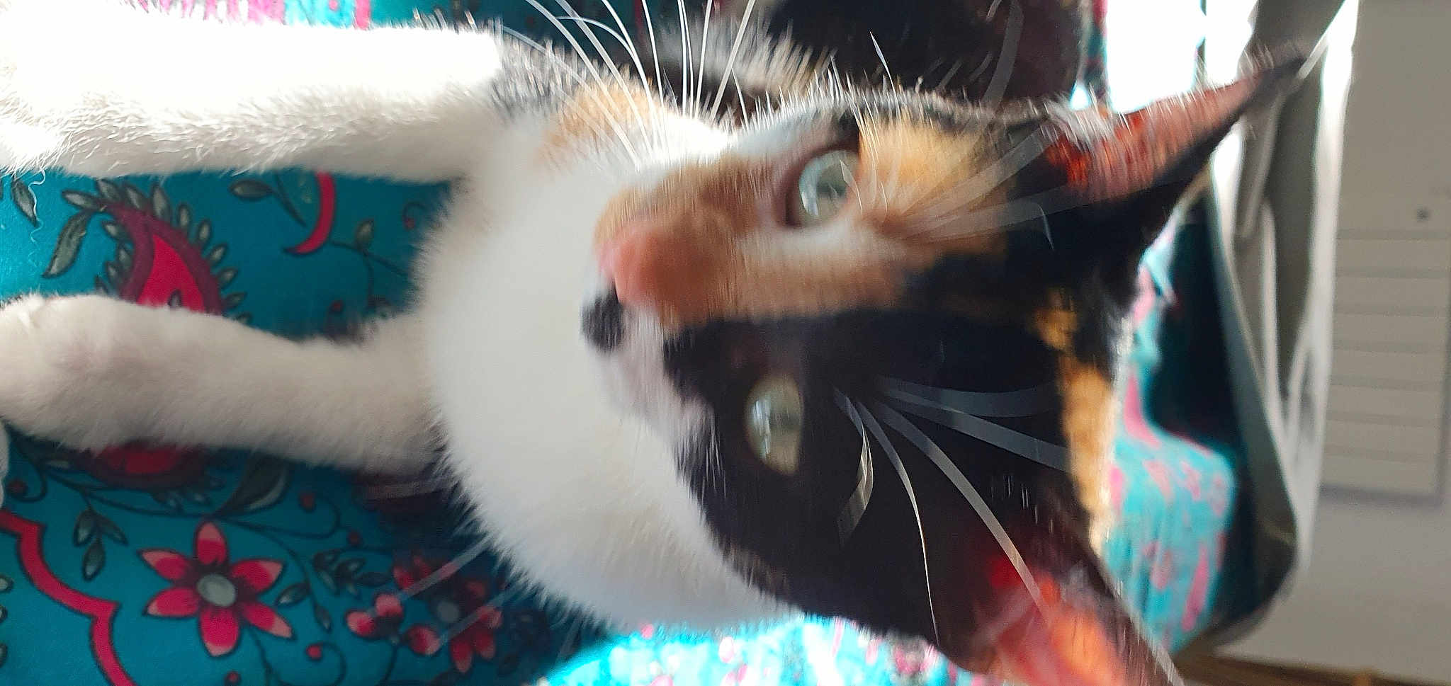 Biscotte