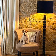 Ugo participe au concours pour gagner de l'argent avec cette photo : dog, chair, lamp, pillow, stone_wall, curtains, indoor, pet, small_dog, furniture, cozy, home_interior, floor_lamp, patterned_pillow, seated, warm_lighting, decor, relaxing, domestic, cute_pet