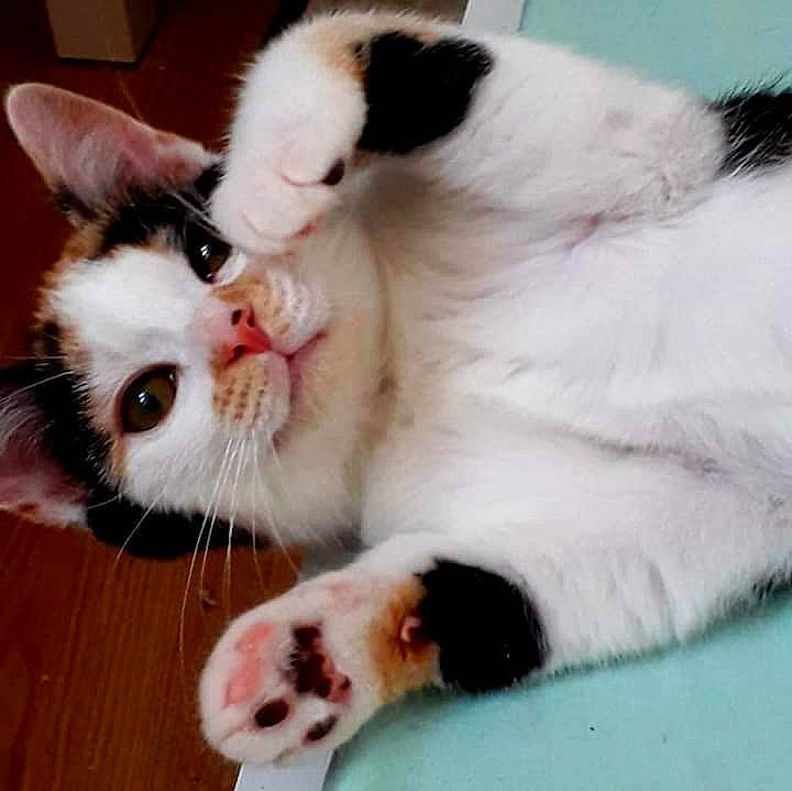 Indy a rejoint le concours — aidez-le/la à gagner de superbes lots ! carmine, carnivore, cat, cat_supply, claw, comfort, domestic_short_haired_cat, fang, felidae, foot, fur, paw, plant, small_to_medium_sized_cats, snout, tail, whiskers, yawn