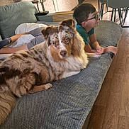 Vin'S a rejoint le concours — aidez-le/la à gagner de superbes lots ! dog, australian_shepherd, boy, glasses, couch, indoor, wood_floor, table, chair, wall_decor, lamp, blanket, relaxing, pet, child, home, furniture, curtain, carpet, leisure