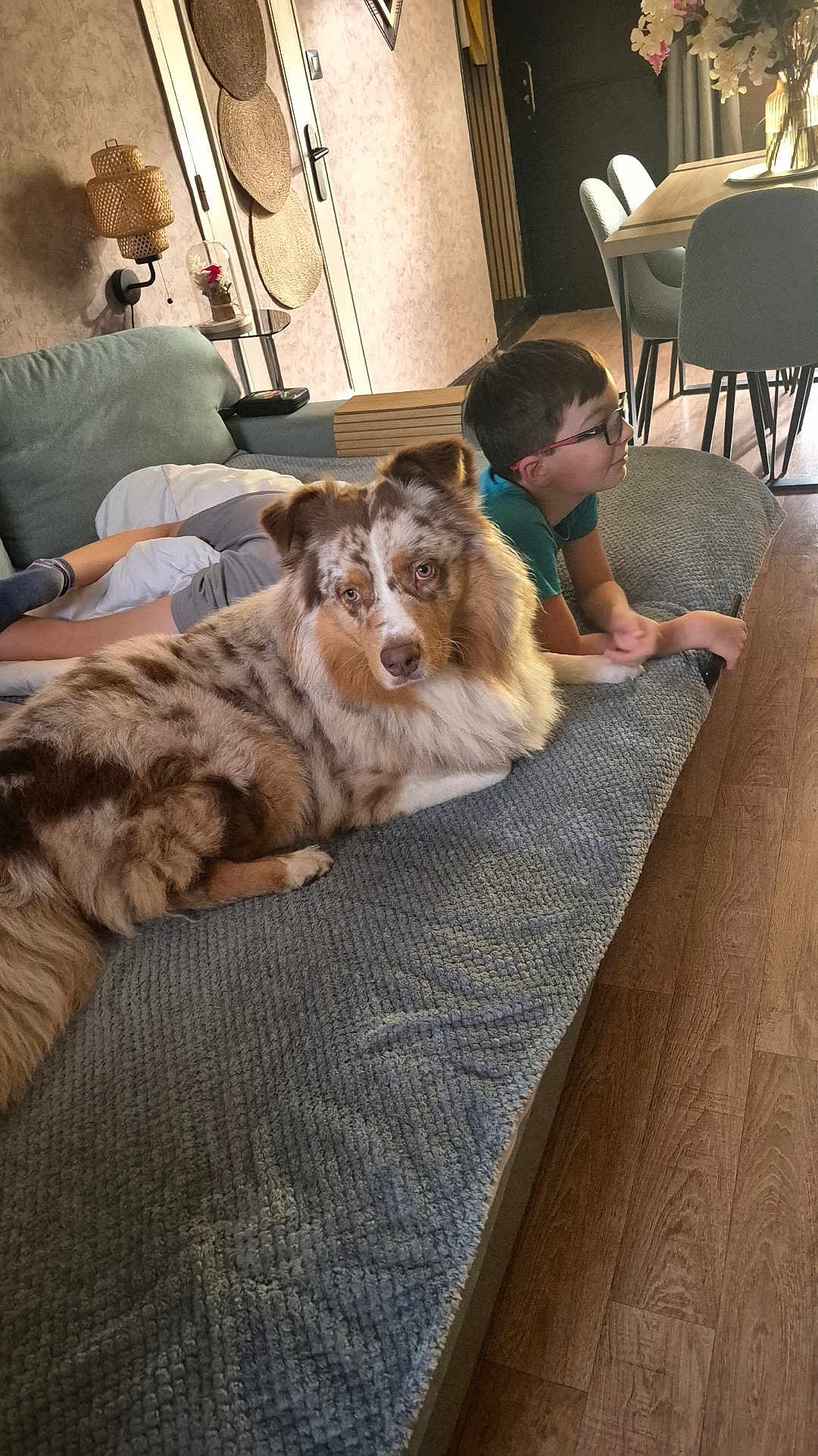 Vin'S a rejoint le concours — aidez-le/la à gagner de superbes lots ! dog, australian_shepherd, boy, glasses, couch, indoor, wood_floor, table, chair, wall_decor, lamp, blanket, relaxing, pet, child, home, furniture, curtain, carpet, leisure