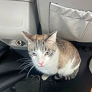 Piglet joined the competition — help win amazing prizes! cat, animal, pet, car_interior, floor, blue_eyes, tabby, white_fur, brown_fur, curious, looking_up, car_seat, car_mat, indoor, close_up, sitting, whiskers, ears, mouth_open, domestic_cat
