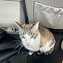 cat, animal, pet, car_interior, floor, blue_eyes, tabby, white_fur, brown_fur, curious, looking_up, car_seat, car_mat, indoor, close_up, sitting, whiskers, ears, mouth_open, domestic_cat