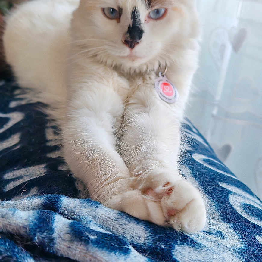 Alva a rejoint le concours — aidez-le/la à gagner de superbes lots ! cat, white_cat, blue_eyes, pet, feline, indoor, blanket, stretching, collar, tag, fur, resting, cozy, window, curtain, brick_wall, shelf, home, animal, portrait