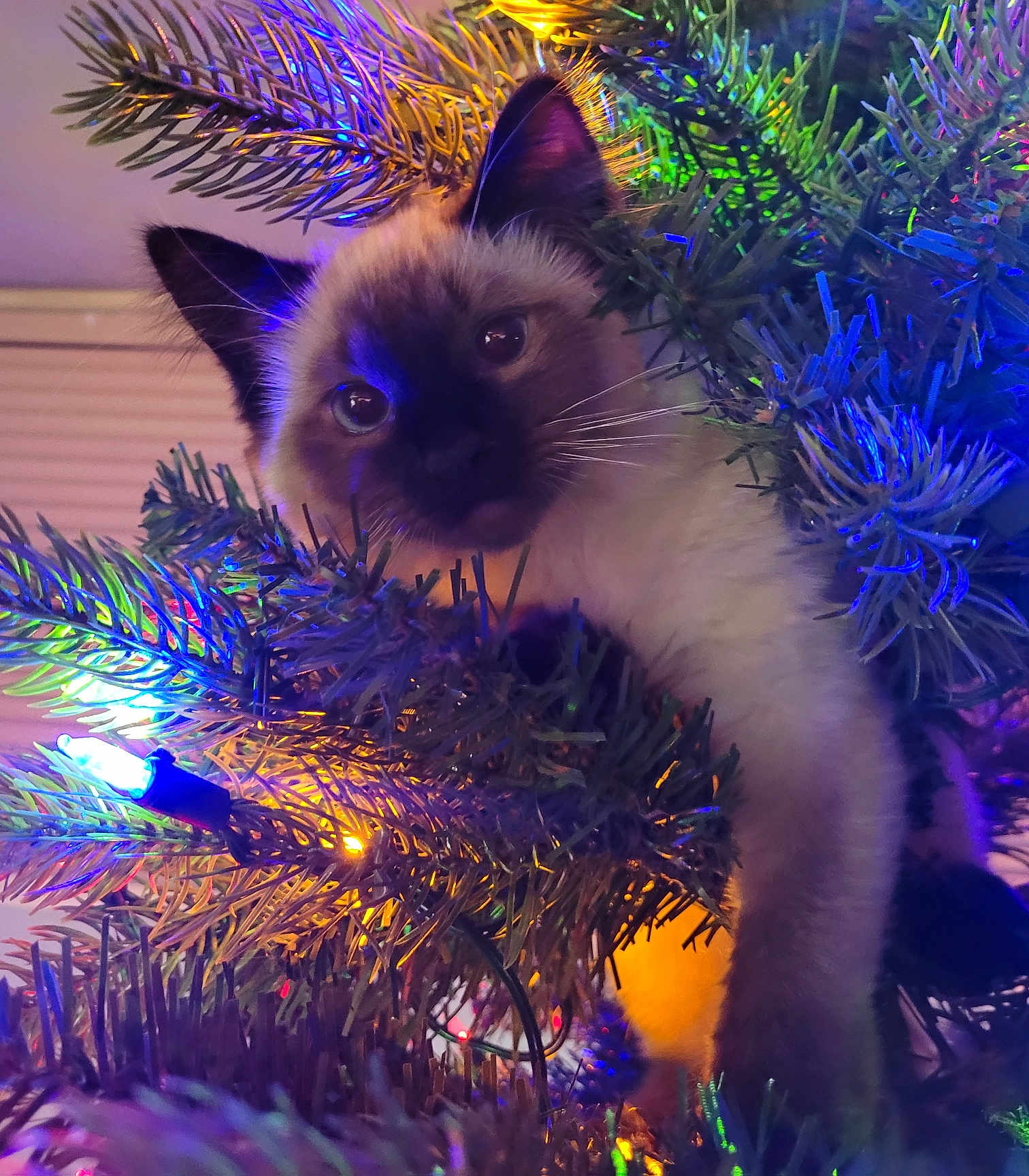 Emmi