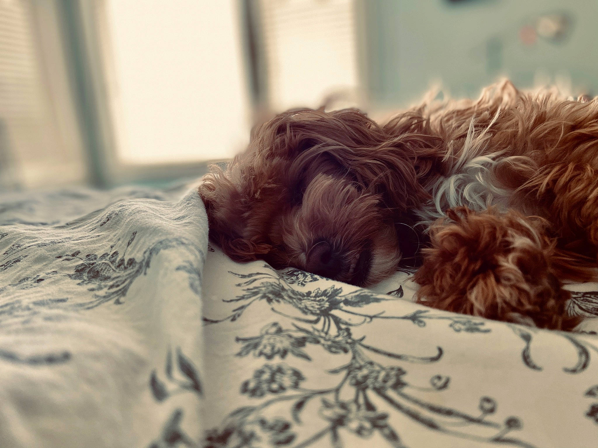 Howie joined the competition — help win amazing prizes! bed, canidae, carnivore, cockapoo, companion_dog, dog, dog_breed, ear, fur, furniture, hair, irish_soft_coated_wheaten_terrier, liver, nap, non_sporting_group, puppy, schnoodle, shih_tzu, sleep, sporting_group