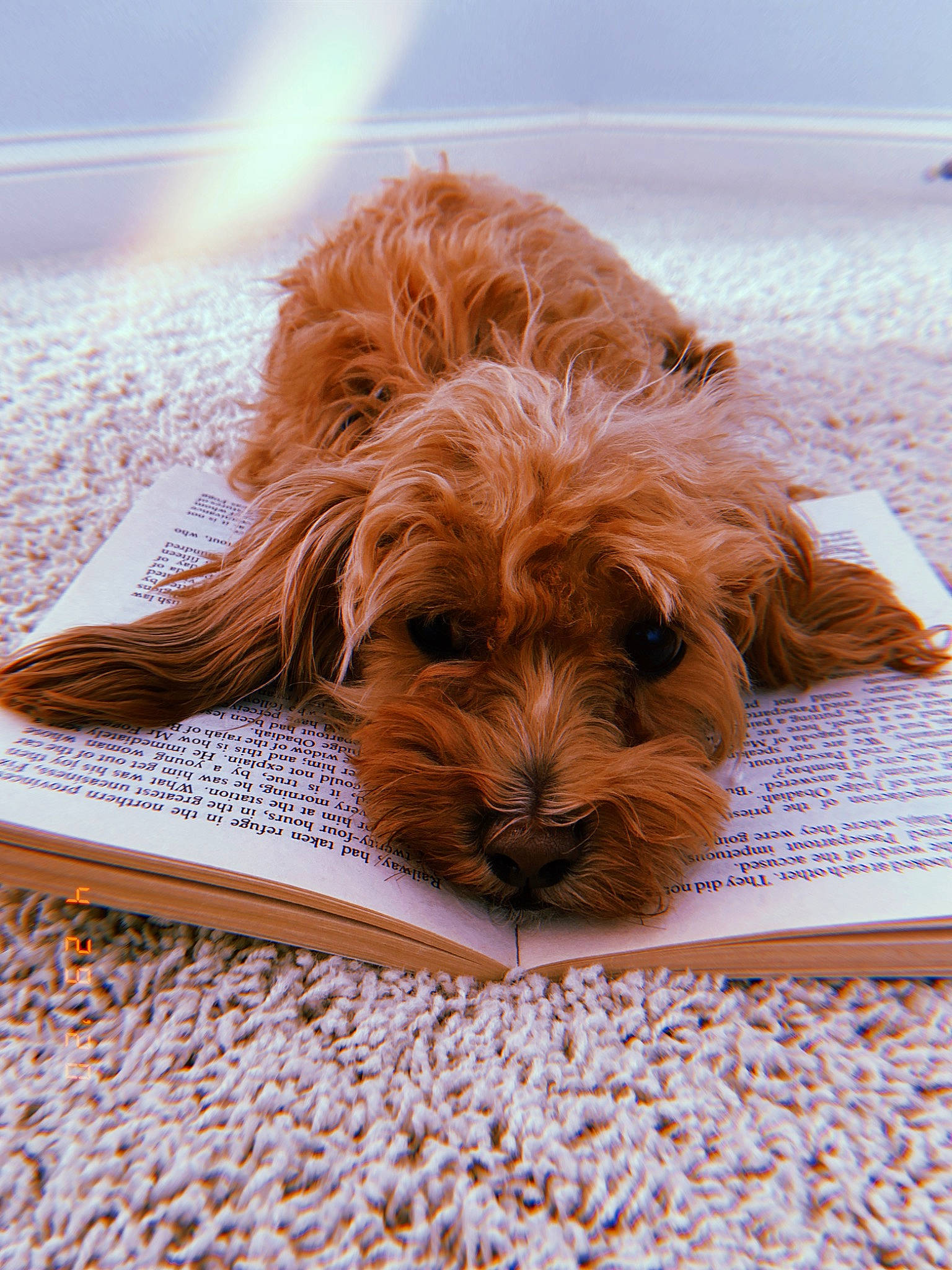 Howie is registered to the contest to win money with this photo: canidae, carnivore, cavapoo, cockapoo, companion_dog, dog, dog_breed, fawn, mammal, poodle_crossbreed, puppy, rare_breed_dog, schnoodle, small_terrier, sporting_group, terrier, toy_dog, vertebrate