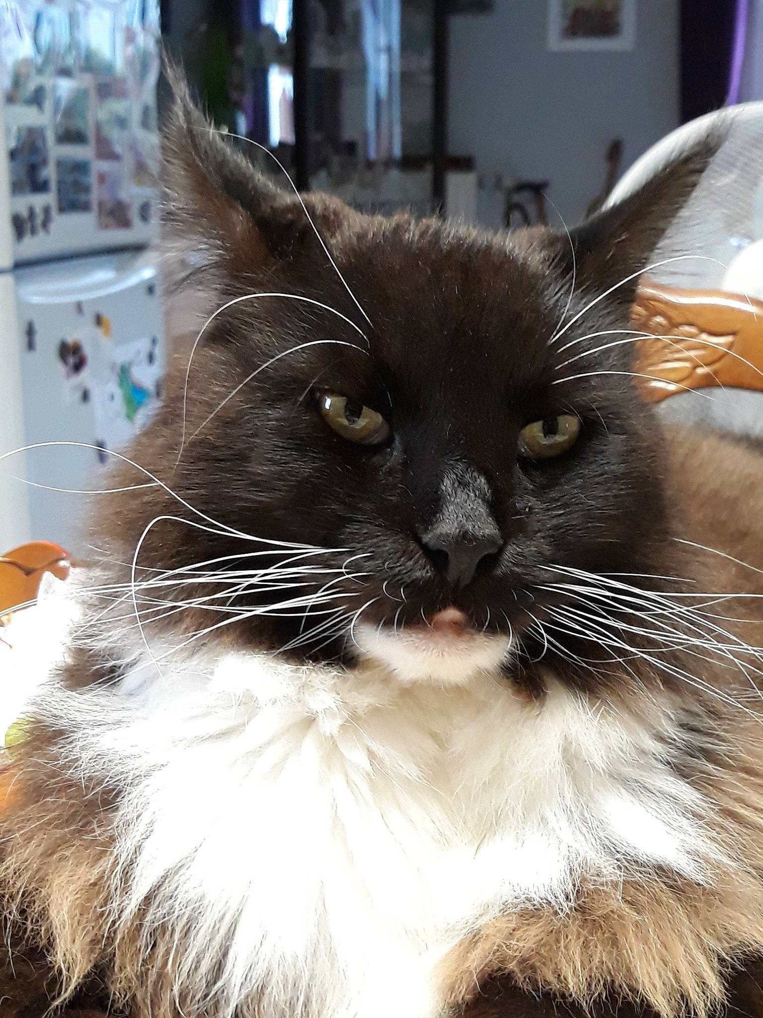 Iméo a rejoint le concours — aidez-le/la à gagner de superbes lots ! carnivore, cat, domestic_long_haired_cat, ear, eye, felidae, fur, himalayan, kitten, mammal, norwegian_forest_cat, ragdoll, small_to_medium_sized_cats, snout, whiskers