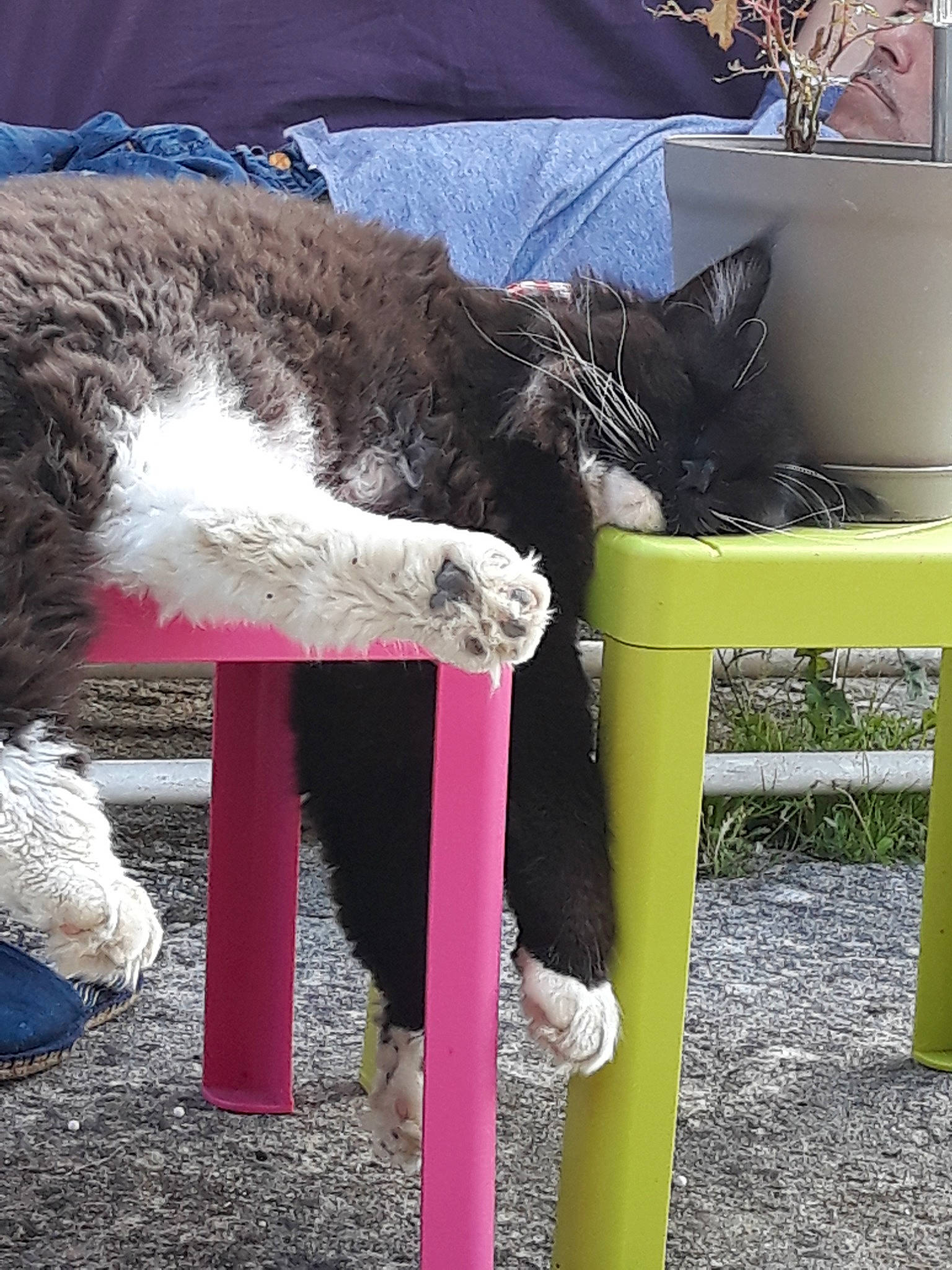 Iméo a rejoint le concours — aidez-le/la à gagner de superbes lots ! carnivore, cat, felidae, small_to_medium_sized_cats, tail