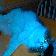 Goldie joined the competition — help win amazing prizes! cat, feline, animal, pet, table, wooden_table, indoor, blue_light, glowing_eyes, lying_down, fur, whiskers, chair, domestic_animal, cute, relaxed, household, mammal, portrait, resting