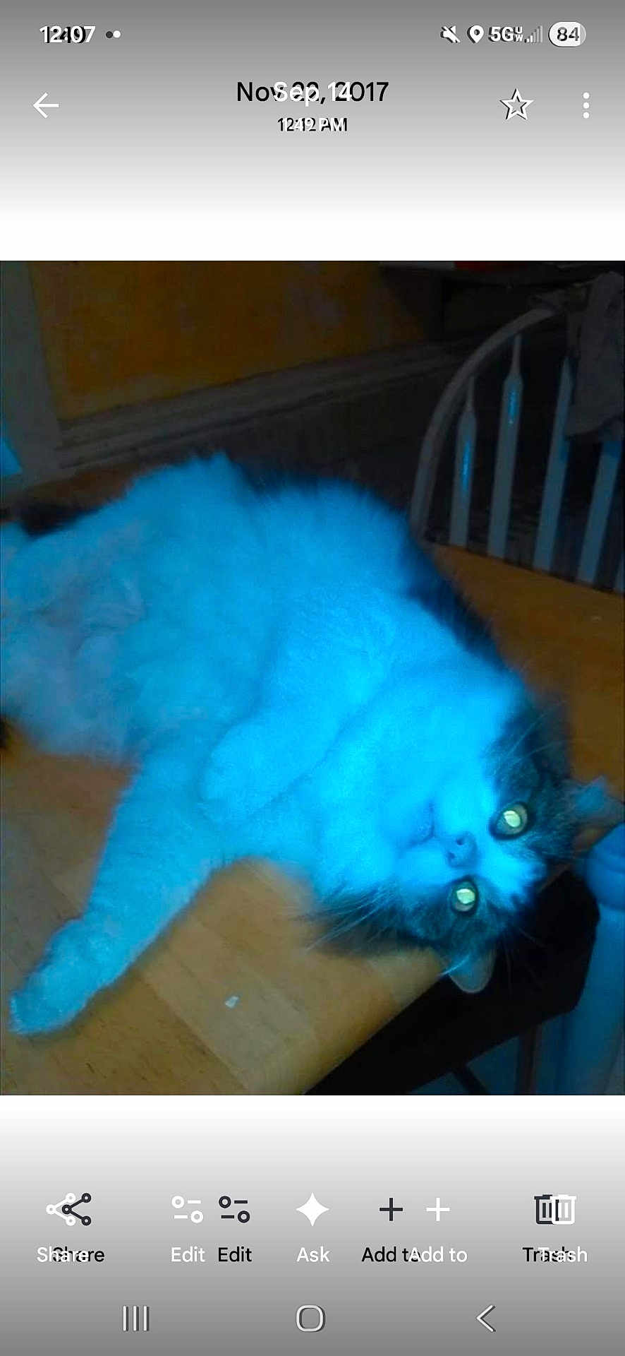 Goldie joined the competition — help win amazing prizes! cat, feline, animal, pet, table, wooden_table, indoor, blue_light, glowing_eyes, lying_down, fur, whiskers, chair, domestic_animal, cute, relaxed, household, mammal, portrait, resting