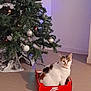 calico_cat, cat, christmas_tree, cozy, cute, decorations, feline, floor, green, holiday, home, indoor, lights, nike_box, ornaments, pet, red, shoebox, sitting, white