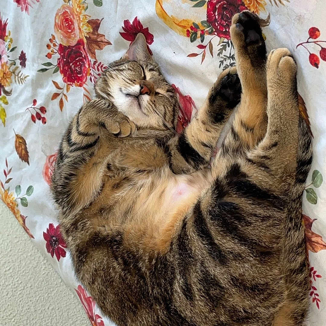 Mia a rejoint le concours — aidez-le/la à gagner de superbes lots ! abyssinian, animal, bed, bird, blanket, bread, cat, cushion, flower, food, furniture, homedecor, kitten, manx, person, pet, plant, quilt, rose, sleeping