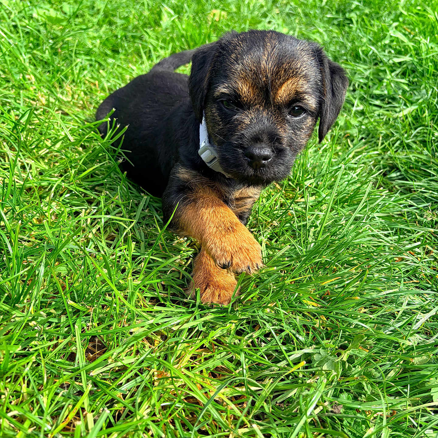 Boo a rejoint le concours — aidez-le/la à gagner de superbes lots ! puppy, dog, grass, outdoor, pet, animal, young, cute, collar, nature, sunlight, playful, brown, black, small, fur, paw, adorable, summer, resting