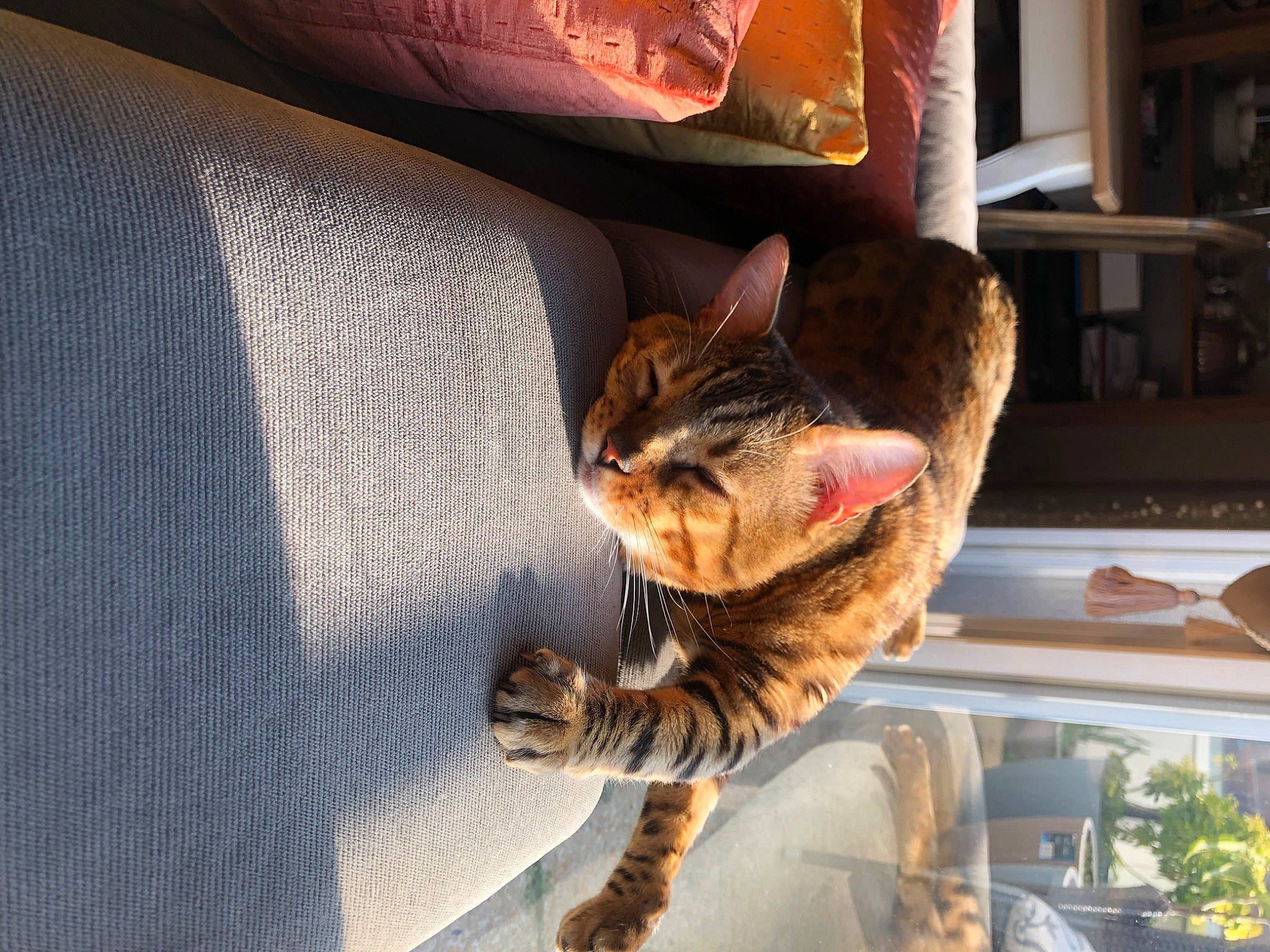 Bali participe au concours pour gagner de l'argent avec cette photo : carnivore, cat, claw, comfort, couch, domestic_short_haired_cat, felidae, fur, linens, paw, plant, small_to_medium_sized_cats, snout, tail, whiskers, window