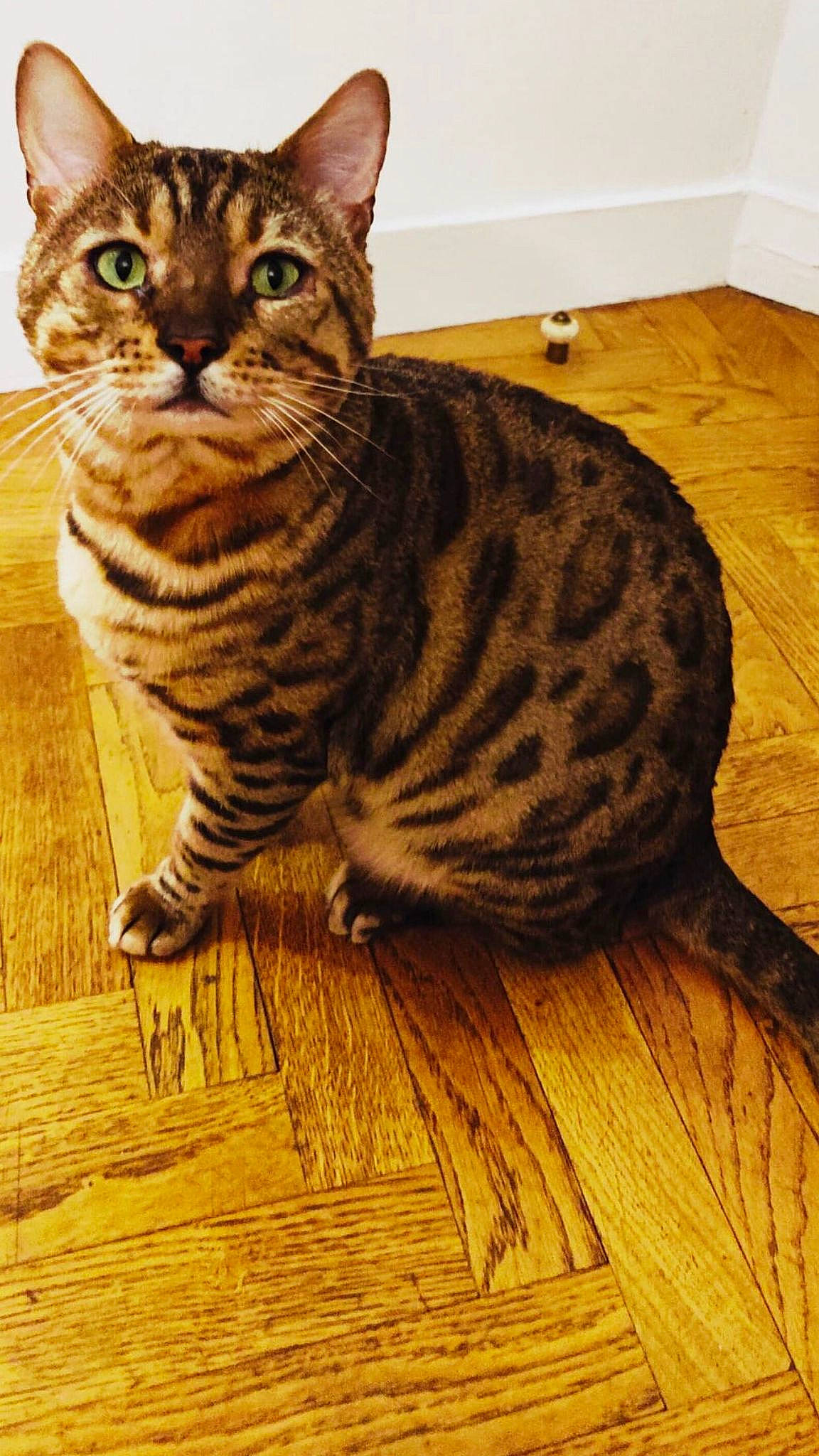 Bali participe au concours pour gagner de l'argent avec cette photo : carnivore, cat, domestic_short_haired_cat, felidae, flooring, fur, hardwood, laminate_flooring, plank, small_to_medium_sized_cats, snout, tail, terrestrial_animal, whiskers, wildlife, wood, wood_flooring, wood_stain