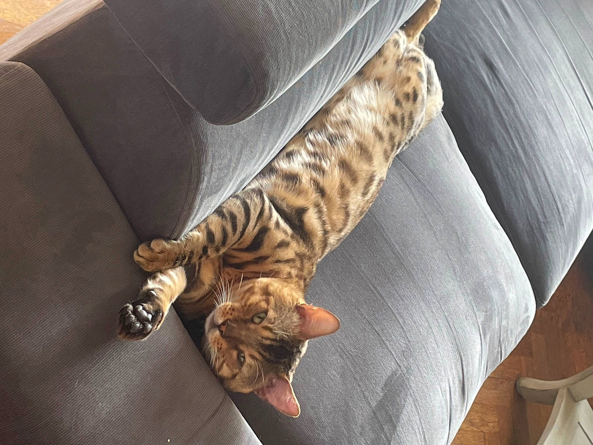 Bali participe au concours pour gagner de l'argent avec cette photo : bengal_tiger, big_cats, carnivore, cat, comfort, couch, domestic_short_haired_cat, fawn, felidae, fur, hardwood, siberian_tiger, sleeve, small_to_medium_sized_cats, snout, tail, terrestrial_animal, tiger, whiskers, wood