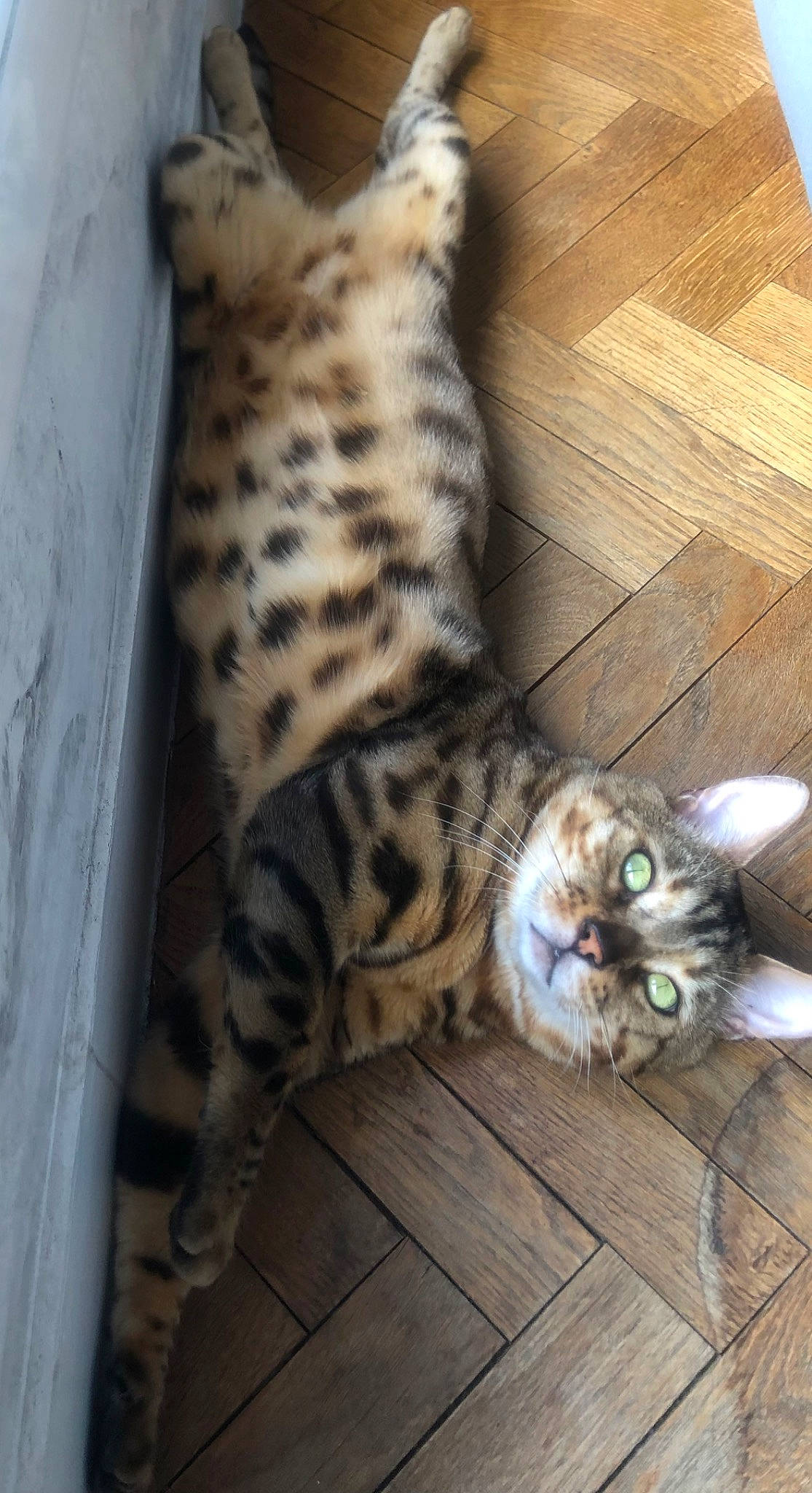 Bali participe au concours pour gagner de l'argent avec cette photo : carnivore, cat, claw, comfort, domestic_short_haired_cat, fawn, felidae, flooring, foot, fur, hardwood, paw, sitting, small_to_medium_sized_cats, snout, tail, terrestrial_animal, whiskers, wood