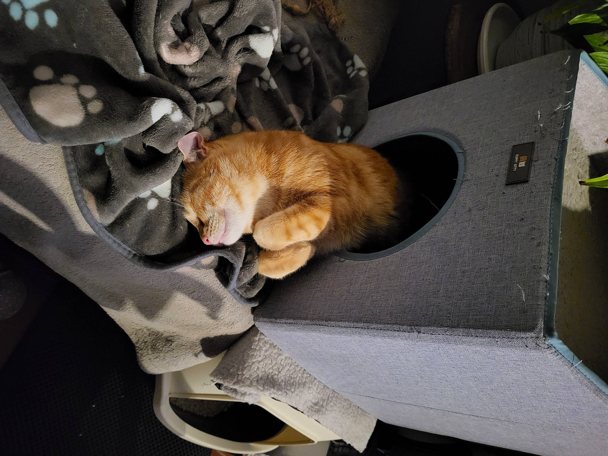 Sushy participe au concours pour gagner de l'argent avec cette photo : auto_part, automotive_exterior, bag, brown, car_seat, carnivore, cat, comfort, domestic_short_haired_cat, fawn, felidae, fur, human_leg, linens, luggage_and_bags, small_to_medium_sized_cats, tail, vehicle_door, whiskers, wood
