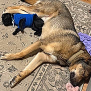 Drake joined the competition — help win amazing prizes! dog, puppy, sleeping, blue_sweater, rug, indoor, toy, plush_toy, brown_dog, black_puppy, collar, floor, wooden_floor, cute, resting, pet, animal, companion, cozy, home