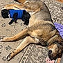 dog, puppy, sleeping, blue_sweater, rug, indoor, toy, plush_toy, brown_dog, black_puppy, collar, floor, wooden_floor, cute, resting, pet, animal, companion, cozy, home