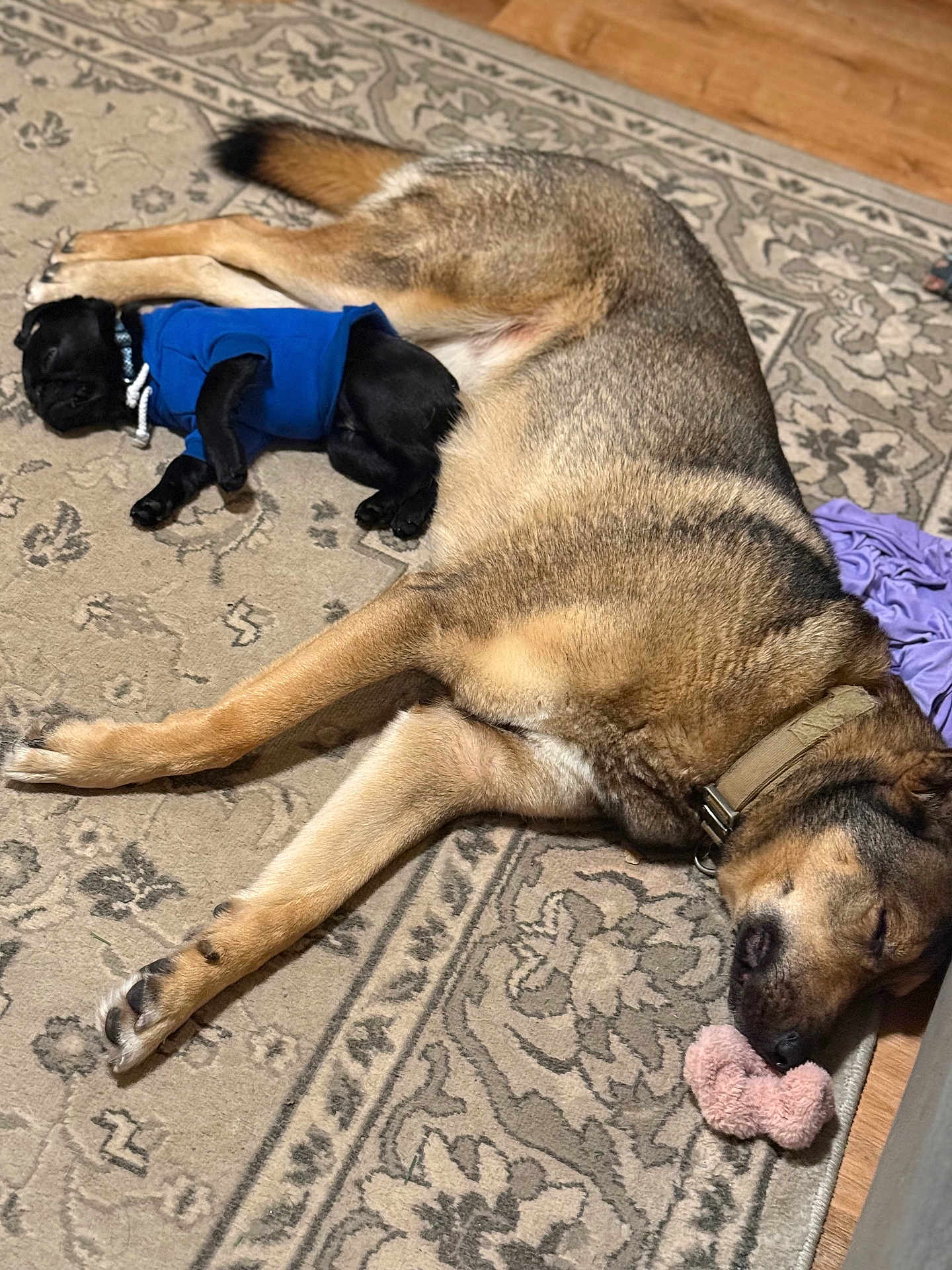 Drake joined the competition — help win amazing prizes! dog, puppy, sleeping, blue_sweater, rug, indoor, toy, plush_toy, brown_dog, black_puppy, collar, floor, wooden_floor, cute, resting, pet, animal, companion, cozy, home