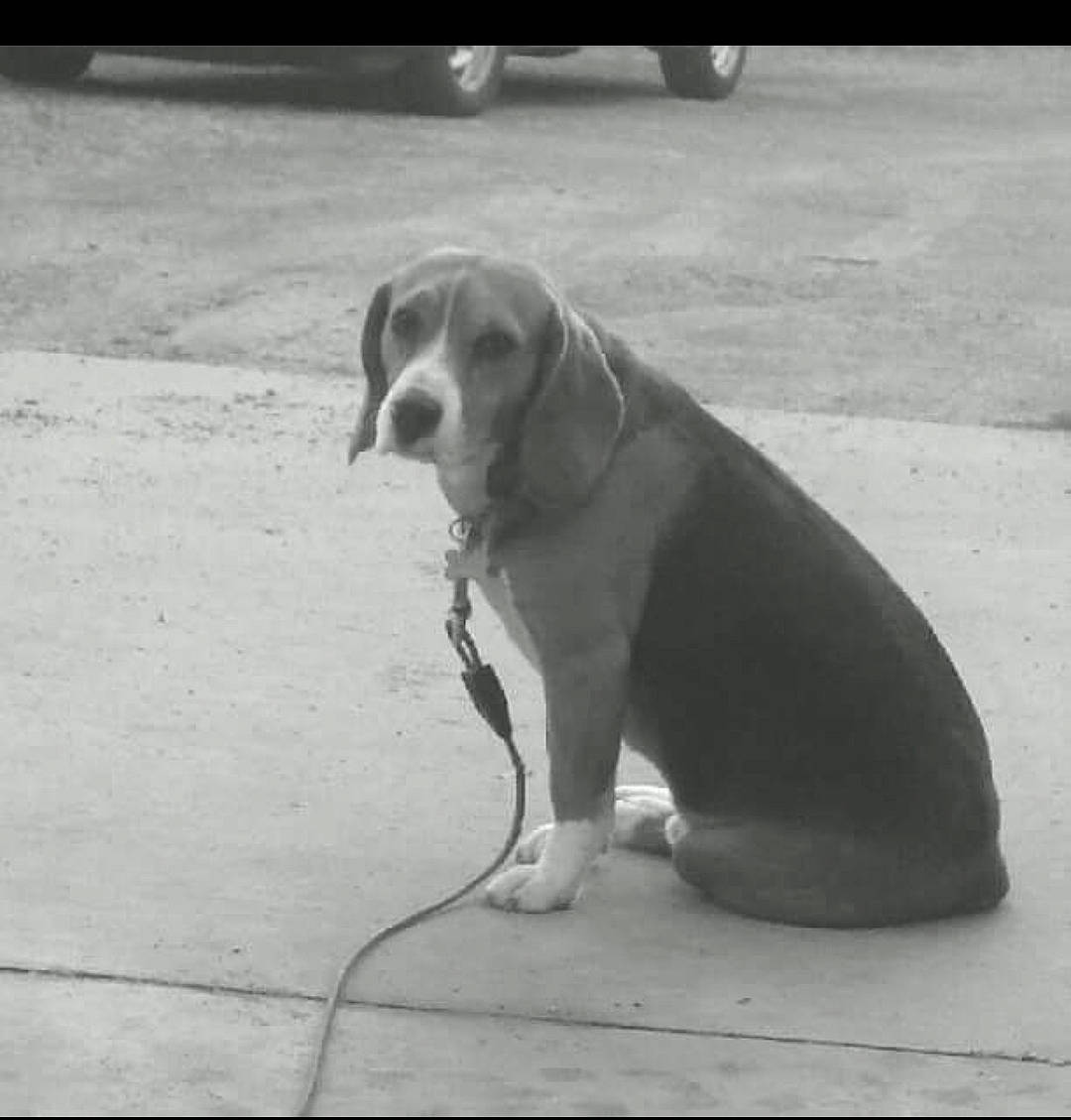 J.d joined the competition — help win amazing prizes! asphalt, black_and_white, carnivore, companion_dog, dog, dog_breed, floor, flooring, fur, grey, hound, monochrome, monochrome_photography, road_surface, sidewalk, snout, sporting_group, style, tail, terrestrial_animal