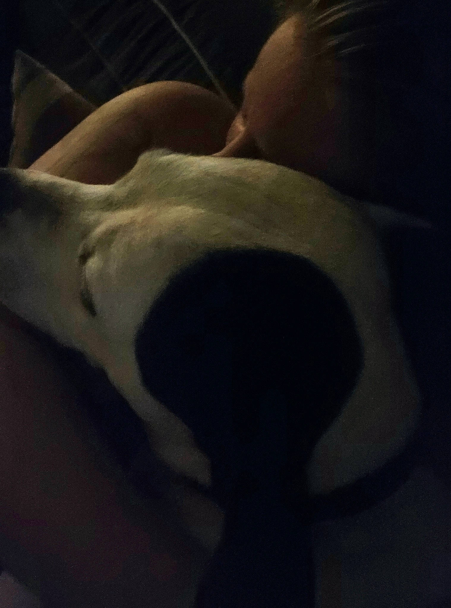 Rebel is registered to the contest to win money with this photo: barechested, chest, comfort, darkness, dog, dog_breed, eye, eyelash, foot, gesture, hand, human_body, human_leg, jaw, leg, snout, sporting_group, tail, trunk, whiskers