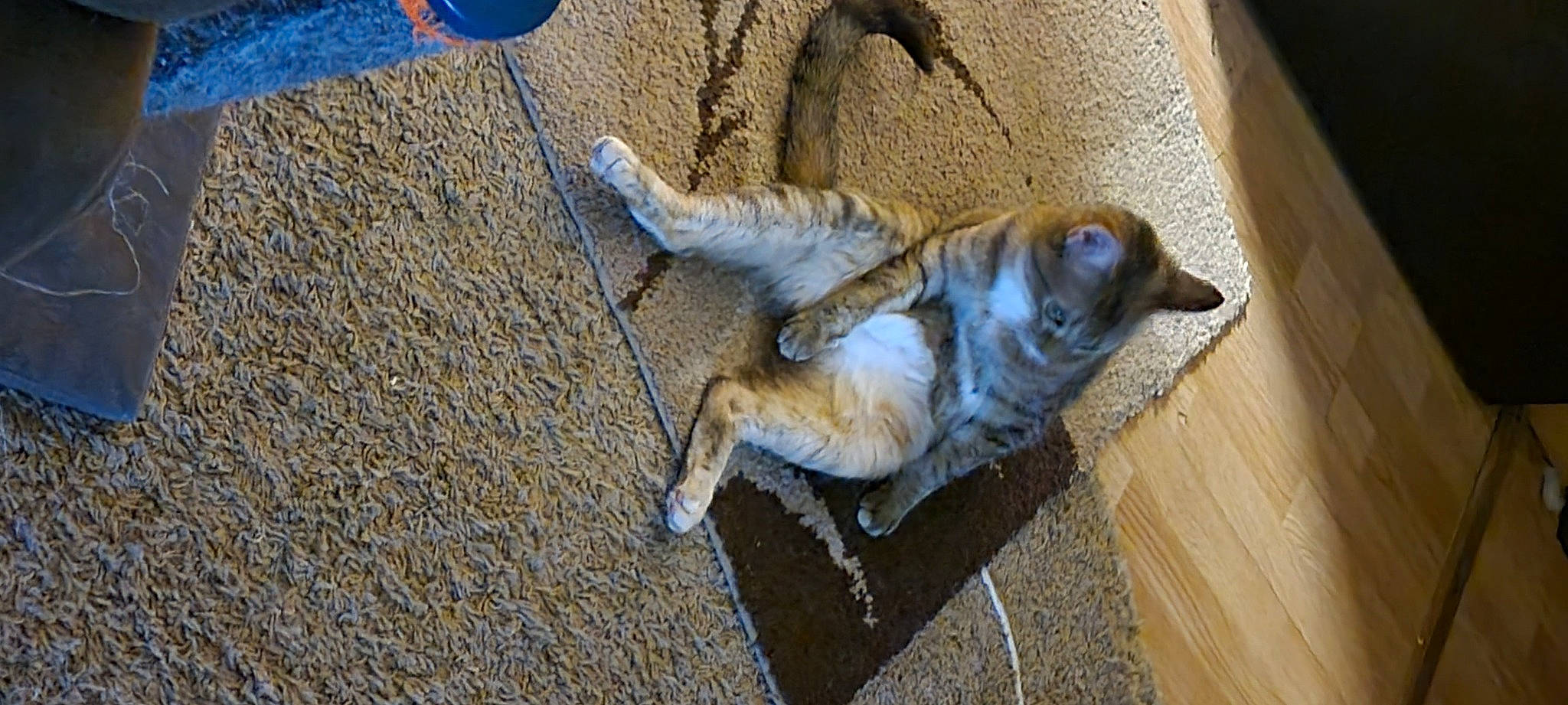 Shelby is registered to the contest to win money with this photo: art, canidae, carnivore, cat, claw, companion_dog, dog_breed, domestic_short_haired_cat, fawn, felidae, flooring, fur, paw, small_to_medium_sized_cats, snout, soil, tail, terrestrial_animal, whiskers, wood