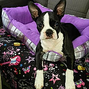 Violet joined the competition — help win amazing prizes! dog, puppy, boston_terrier, pet_bed, purple, blanket, stars, guitar, butterfly, car_seat, indoor, animal, cute, ears, black_and_white, fur, paws, resting, young, seat