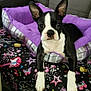 dog, puppy, boston_terrier, pet_bed, purple, blanket, stars, guitar, butterfly, car_seat, indoor, animal, cute, ears, black_and_white, fur, paws, resting, young, seat
