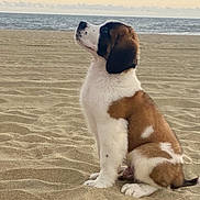 Wallace is registered to the contest to win money with this photo: puppy, dog, beach, sand, sea, sunset, sky, animal, pet, outdoor, young, cute, fluffy, sitting, nature, calm, water, landscape, side_view, adorable