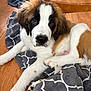 Wallace is registered to the contest to win money with this photo: puppy, dog, saint_bernard, blanket, floor, wooden_floor, fur, white, brown, black, pet, animal, lying_down, cute, indoors, young, face, paw, cozy, relaxed
