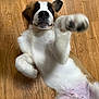 Wallace is registered to the contest to win money with this photo: dog, puppy, playful, paw, wooden_floor, pet, indoor, cute, lying_down, white_fur, brown_fur, black_nose, animal, young_dog, raised_paw, fur_texture, canine, domestic_animal, motion_blur, flooring