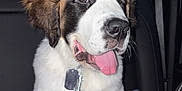 Wallace joined the competition — help win amazing prizes! dog, puppy, pet, animal, leash, collar, car_interior, seat, blanket, happy, tongue_out, fur, white_fur, brown_fur, black_fur, paw, cute, sitting, indoor, vehicle