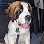 dog, puppy, pet, animal, leash, collar, car_interior, seat, blanket, happy, tongue_out, fur, white_fur, brown_fur, black_fur, paw, cute, sitting, indoor, vehicle