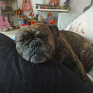 Oréo a rejoint le concours — aidez-le/la à gagner de superbes lots ! dog, brindle, resting, cushion, pillow, living_room, guitar, decor, shelf, indoor, pet, cozy, sleepy, furniture, home, relaxing, animal, nose, face, comfort
