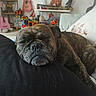 dog, brindle, resting, cushion, pillow, living_room, guitar, decor, shelf, indoor, pet, cozy, sleepy, furniture, home, relaxing, animal, nose, face, comfort