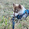 Bonnie-Boo a rejoint le concours — aidez-le/la à gagner de superbes lots ! puppy, dog, grass, outdoor, pet, animal, cute, young, harness, leash, nature, brown, white, fur, ears, closeup, portrait, daylight, field, curious