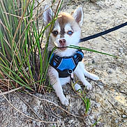 Bonnie-Boo a rejoint le concours — aidez-le/la à gagner de superbes lots ! puppy, dog, husky, blue_harness, grass, outdoor, nature, sand, cute, animal, pet, young_dog, heterochromia, playful, small_dog, leash, sitting, chewing, sunlight, ears