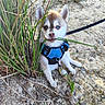 puppy, dog, husky, blue_harness, grass, outdoor, nature, sand, cute, animal, pet, young_dog, heterochromia, playful, small_dog, leash, sitting, chewing, sunlight, ears