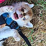 Bonnie-Boo a rejoint le concours — aidez-le/la à gagner de superbes lots ! puppy, dog, blue_eyes, harness, grass, stick, outdoor, pet, canine, playful, young_dog, chewing, fur, small_dog, animal, nature, closeup, cute, fun, lying_down