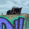animal, beach, black_and_tan, bulldog, canine, clouds, colorful, dog, graffiti, leash, ocean, outdoor, peeking, pet, portrait, seaside, sitting, sky, urban_art, wall