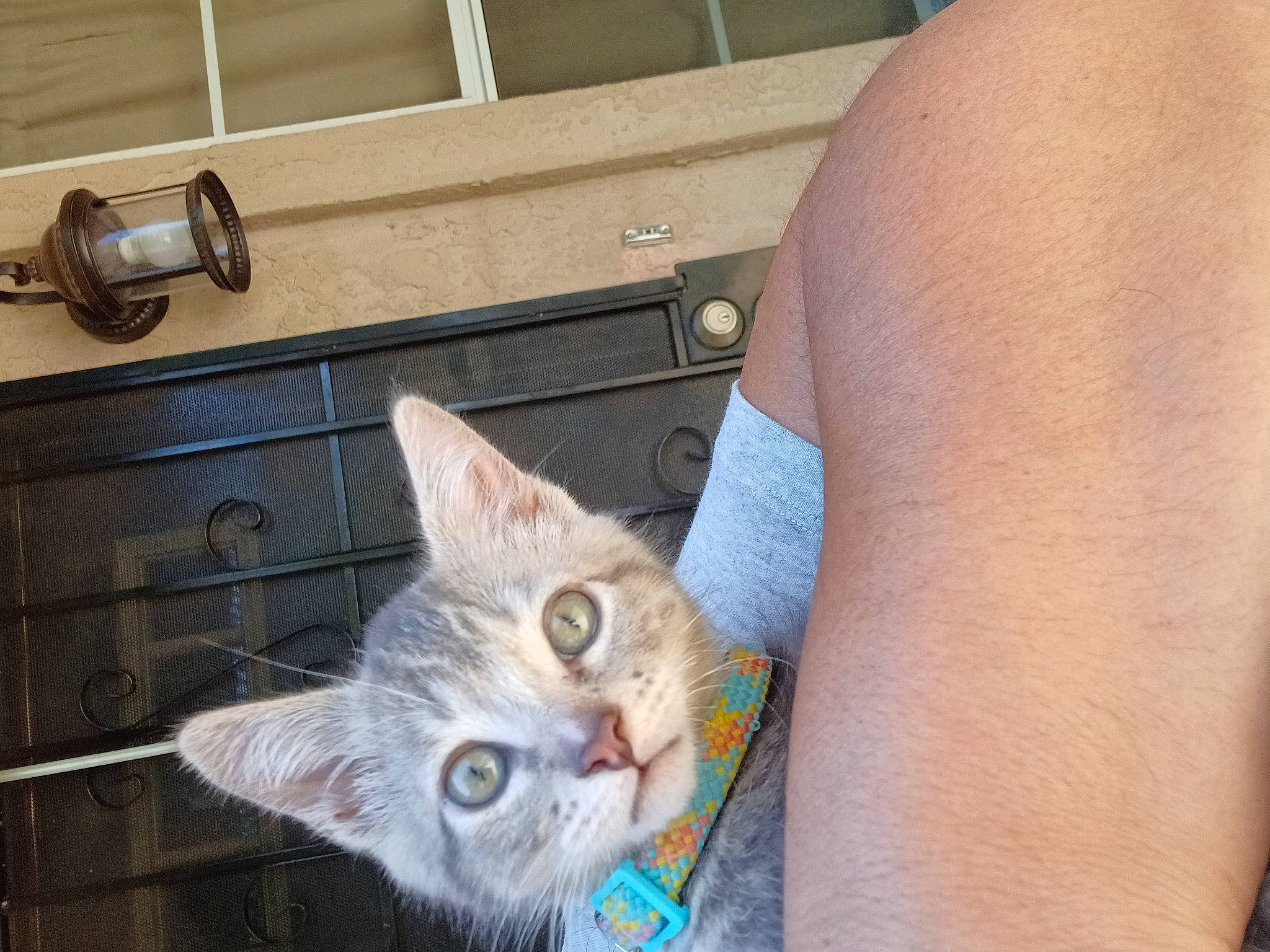 Ace is registered to the contest to win money with this photo: abdomen, cabinetry, carnivore, cat, chest, domestic_short_haired_cat, door, door_handle, elbow, fawn, felidae, fur, gesture, human_leg, small_to_medium_sized_cats, tail, thigh, whiskers, wood, wrist