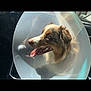 Eden a rejoint le concours — aidez-le/la à gagner de superbes lots ! dog, cone, car, tongue_out, happy, pet, animal, inside, sunlight, fur, protective_cone, seat, vehicle_interior, close_up, canine, brown_and_white, mouth_open, ears, smiling, domestic_animal