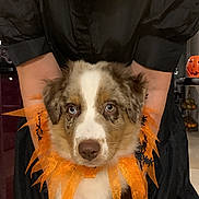 Eden a rejoint le concours — aidez-le/la à gagner de superbes lots ! puppy, dog, blue_eyes, orange_collar, halloween, costume, pet, furry, cute, indoor, person, black_clothing, hands, holding, decoration, pumpkin, festive, animal, adorable, portrait